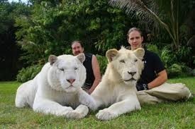 WHITES BABES LION FOR ADOPTION
